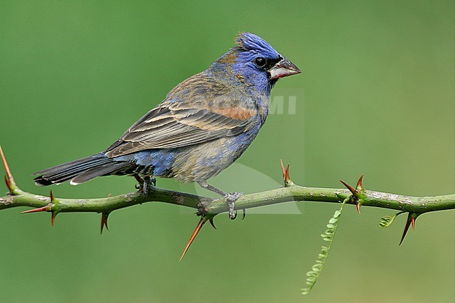 1st spring male
Galveston Co., TX
April 2005 stock-image by Agami/Brian E Small,