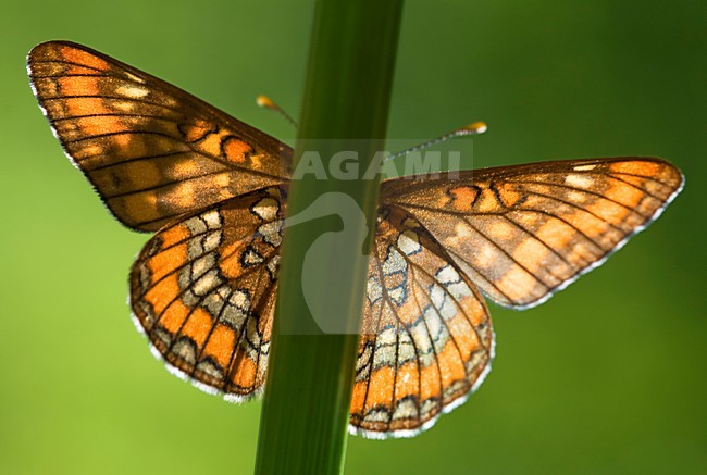 Roodbonte parelmoervlinder, Scarce Fritillary stock-image by Agami/Rob de Jong,