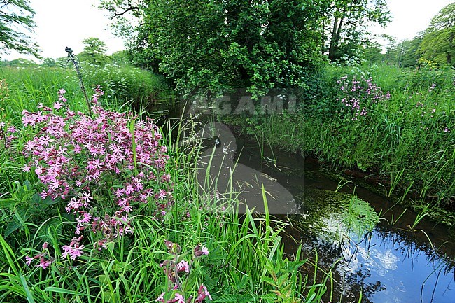 Een meanderend Loopje in de Drentsche Aa. stock-image by Agami/Jacques van der Neut,
