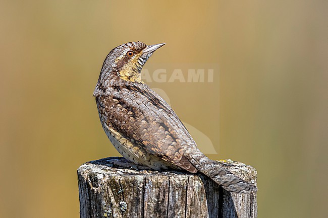 Wryneck (Jynx torquilla) in Bazel, Antwerp, Belgium. stock-image by Agami/Vincent Legrand,