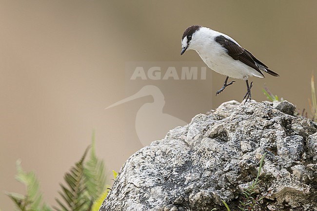 Torrent Flycatcher (Monachella muelleriana) Perched on top of a rock  in Papua New Guinea stock-image by Agami/Dubi Shapiro,