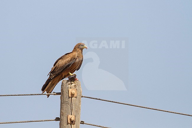 Yellow-billed Kite - Schmarotzermilan - Milvus aegyptius, Oman, adult stock-image by Agami/Ralph Martin,