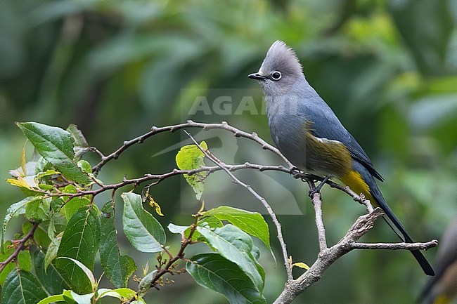 Adult Grey Silky-flycatcher (Ptiliogonys cinereus) perched on a branch in a rainforest in Guatemala. It is found in montane forest and adjacent scrub, both mesic and xeric. stock-image by Agami/Dubi Shapiro,