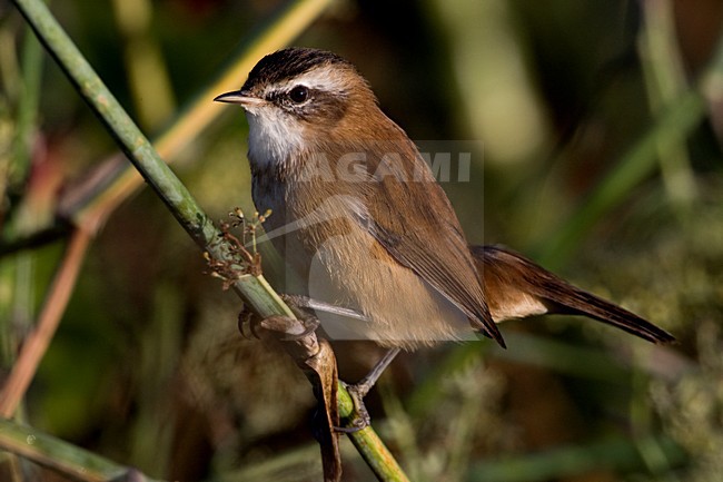 Zwartkoprietzanger in rietstengel; Moustached Warbler in reed stock-image by Agami/Daniele Occhiato,