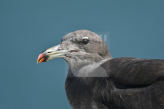 Sooty Gull, Ichthyaetus hemprichii, along the coast in Oman. stock-image by Agami/Laurens Steijn,