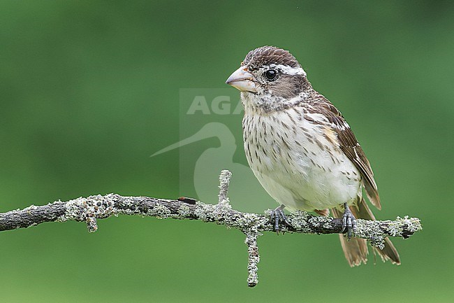 Rose-breasted Grossbeak (Pheucticus ludovicianus) perched on a branch in Ontario, Canada stock-image by Agami/Glenn Bartley,