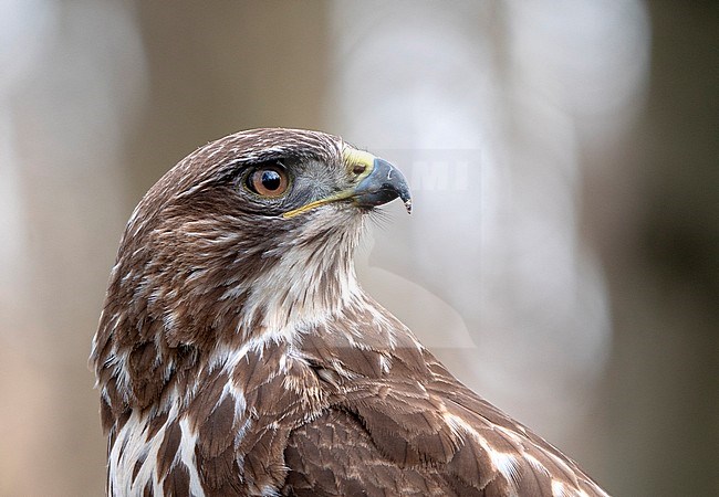 Common Buzzard (Buteo buteo) close-up of it's head while perched on a prey in the forest stock-image by Agami/Roy de Haas,