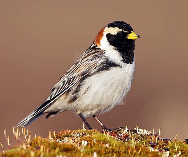 Adult male breeding
Seward Peninsula, AK
June 2009 stock-image by Agami/Brian E Small,