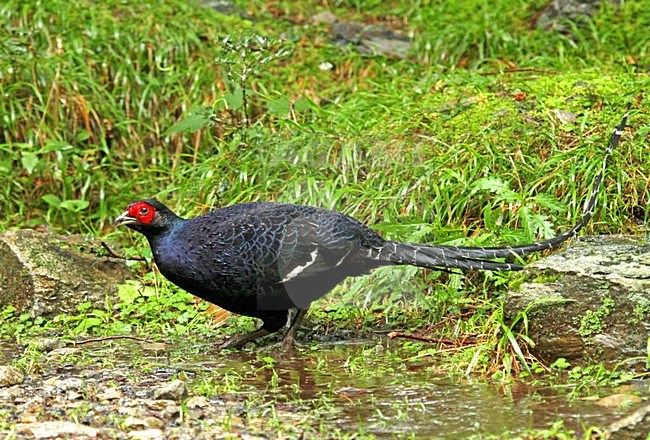 Mannetje Mikadofazant, Male Mikado Pheasant stock-image by Agami/Pete Morris,