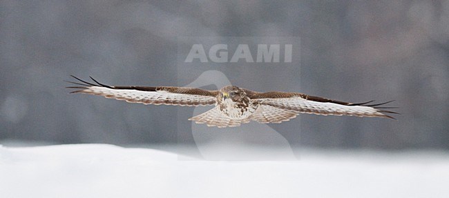 Buizerd vliegend; Common Buzzard flying stock-image by Agami/Bence Mate,