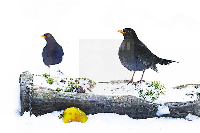 Male European Blackbird (Turdus merula) feeding on apples in the snow in an urban backyard in the Netherlands. stock-image by Agami/Arnold Meijer,