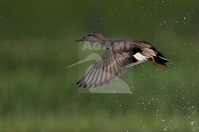 Vrouwtje krakeend stock-image by Agami/Han Bouwmeester,