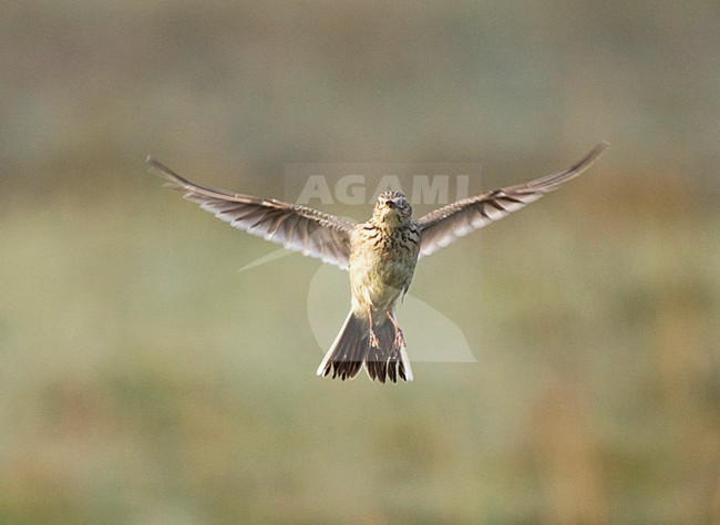 Veldleeuwerik in de vlucht; Eurasian Skylark in flight stock-image by Agami/Marc Guyt,