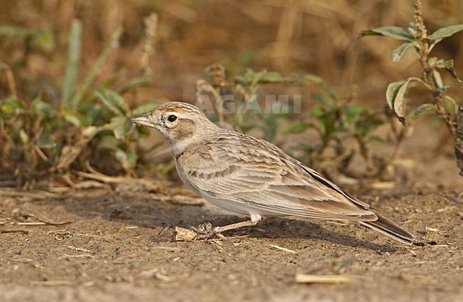 Short-toed Lark standing on the ground; Kortteenleeuwerik  staand op de grond stock-image by Agami/Jari Peltomäki,