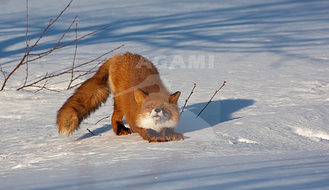 Vos in de sneeuw, Red Fox in the snow stock-image by Agami/Sergey Gorshkov,