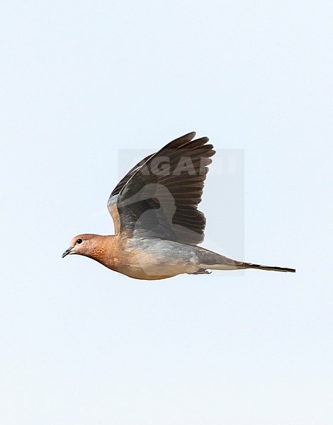 Laughing Dove (Streptopelia senegalensis) in Israel. stock-image by Agami/Marc Guyt,