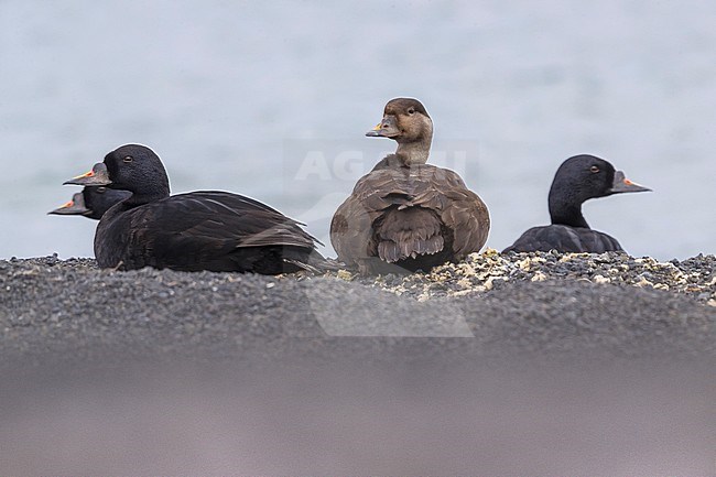 Four Common Scoters (Melanitta nigra) resting on the shore of Iceland. One female, looking back, and three adult males. stock-image by Agami/Daniele Occhiato,