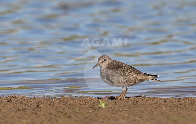 First-winter Temminck's Stint (Calidris temminckii) during autum migration along the shore of a small lake in the Netherlands. stock-image by Agami/Edwin Winkel,