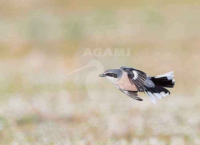 Iberian Grey Shrike (Lanius meridionalis) in Spain. stock-image by Agami/Marc Guyt,