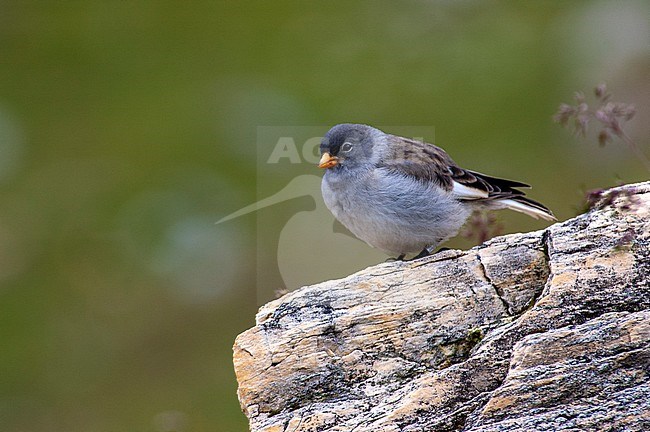 Female White-winged Snowfinch (Montifringilla nivalis) during summer in the Alps of Austria. stock-image by Agami/Marc Guyt,