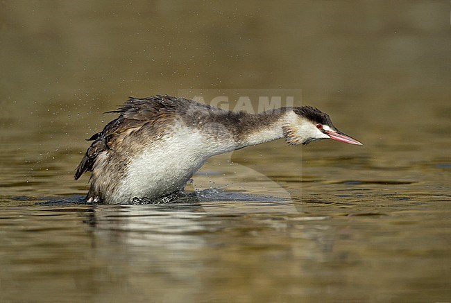 Great Crested Grebe, Fuut, Podiceps cristatus stock-image by Agami/Alain Ghignone,