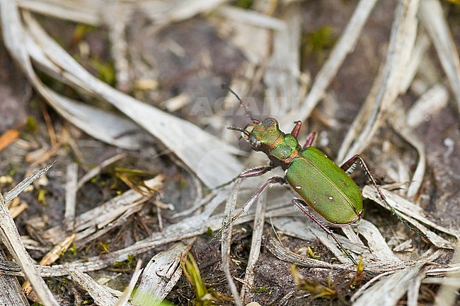 Cicindela campestris - Green tiger beetle - Feld-Sandlaufkäfer, Germany, imago stock-image by Agami/Ralph Martin,
