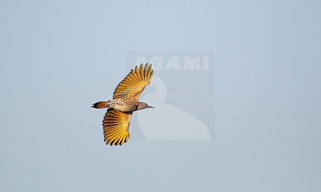 Yellow-shafted Northern Flicker (Colaptes auratus luteus) migrating over Higbee Beach, Cape May, New Jersey, USA. stock-image by Agami/Helge Sorensen,