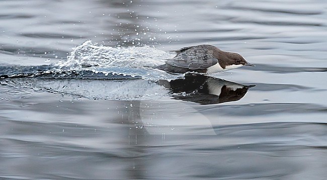 Wintering Black-bellied White-throated Dipper (Cinclus cinclus cinclus) in a fast flowing river at Kuusamo in arctic Finland. stock-image by Agami/Markus Varesvuo,