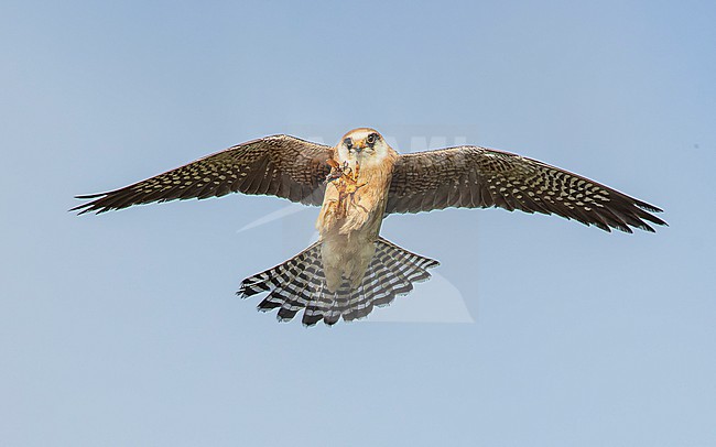 Red-footed falcon (Falco vespertinus) on the hunt for Common cockchafers (Melolontha melolontha) about to catch one. Female Red-footed Falcon, second calenderyear (2cy/2kj). stock-image by Agami/Lennart Verheuvel,