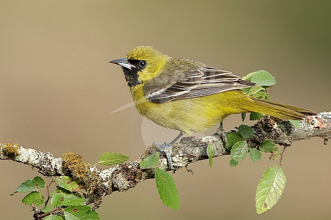 Second-year spring male Orchard Oriole (Icterus spurius) in Galveston Co., Texas, United States. stock-image by Agami/Brian E Small,