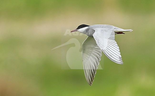 Whiskered Tern (Chlidonias hybrida) at their only breeding in The Netherlands stock-image by Agami/Eduard Sangster,