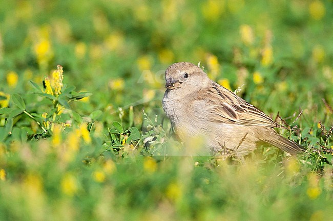 Female Spanish Sparrow (Passer hispaniolensis) during spring migration in southern negev, Israel. stock-image by Agami/Marc Guyt,