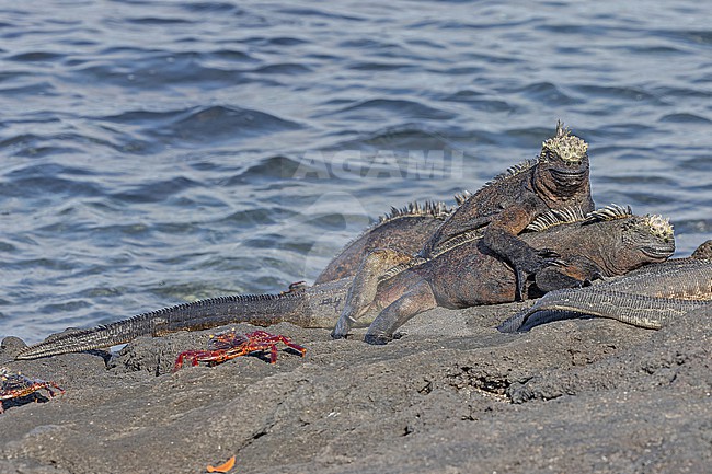 Marine iguana (Amblyrhynchus cristatus) on the Galapagos Islands, part of the Republic of Ecuador. Also known as the sea iguana, saltwater iguana, or Galápagos marine iguana. stock-image by Agami/Pete Morris,