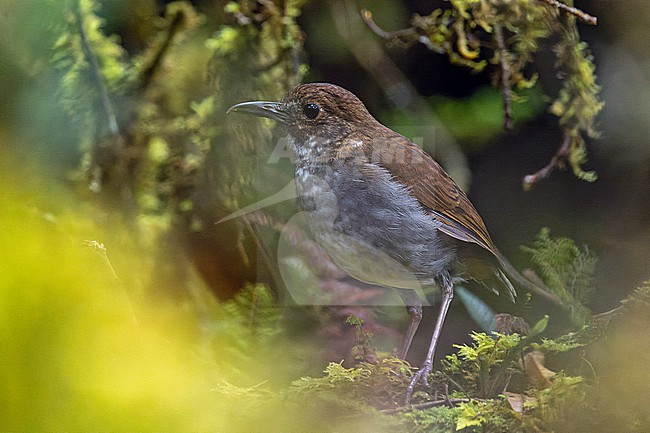 Greater Ground Robin (Amalocichla sclateriana) in West Papua, Indonesia. stock-image by Agami/Pete Morris,