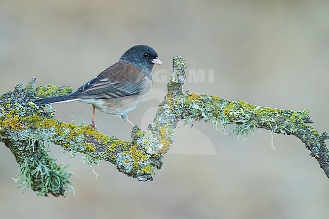 Adult female
Santa Barbara Co., CA
November 2022 stock-image by Agami/Brian E Small,