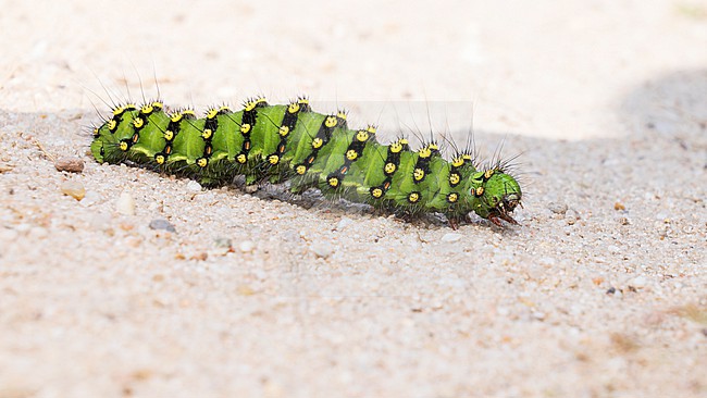 Small emperor moth (Saturnia pavonia) caterpillar in grass stock-image by Agami/Lennart Verheuvel,