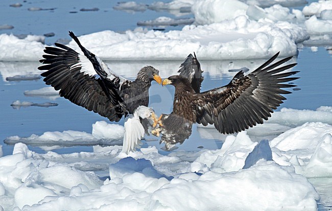 Steller-zeearenden vechtend Stellers Sea-eagles fighting stock-image by Agami/Pete Morris,