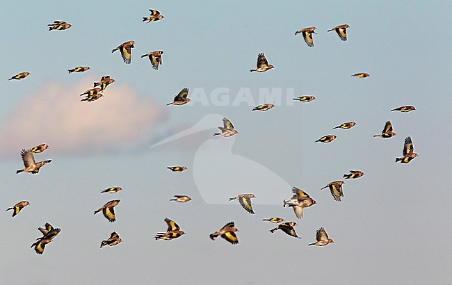 Flock of European Goldfinches (Carduelis carduelis) in flight during migration time. stock-image by Agami/Tomi Muukkonen,