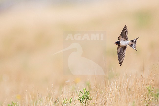 Barn Swallow (Hirundo rustica ssp. rustica), Germany (Schleswig-Holstein), hunting stock-image by Agami/Ralph Martin,