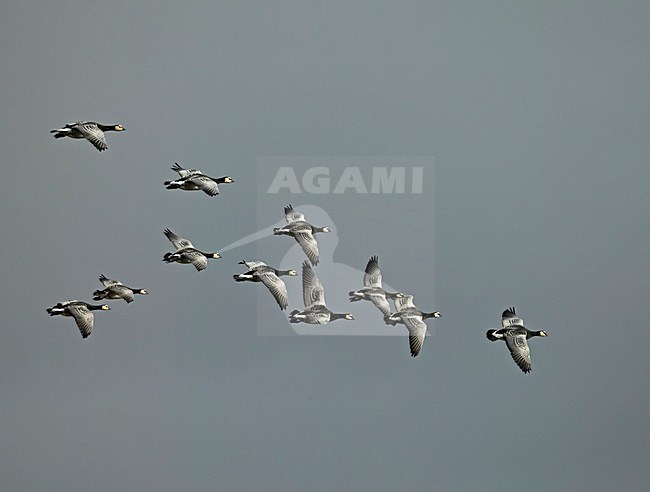 Barnacle Goose flying; Brandgans vliegend stock-image by Agami/Markus Varesvuo,