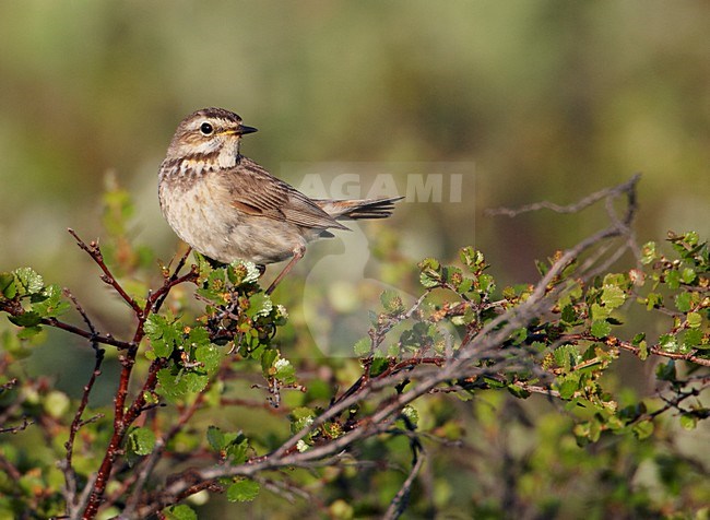 Vrouwtje Roodsterblauwborst; Female Red-spotted Bluethroat stock-image by Agami/Markus Varesvuo,