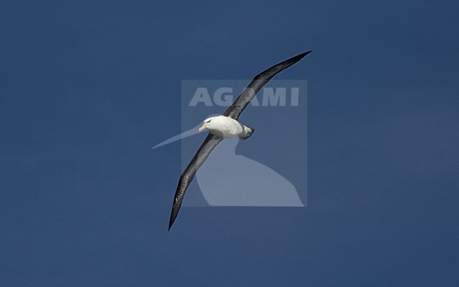 Adult Black-browed Albatross flying against blue sky; volwassen Wenkbrauwalbatros vliegend tegen blauwe lucht stock-image by Agami/Marc Guyt,