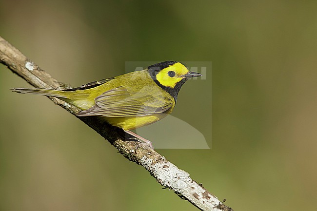 Adult male Hooded Warbler (Setophaga citrina) during spring migration at Galveston County, Texas, USA. stock-image by Agami/Brian E Small,