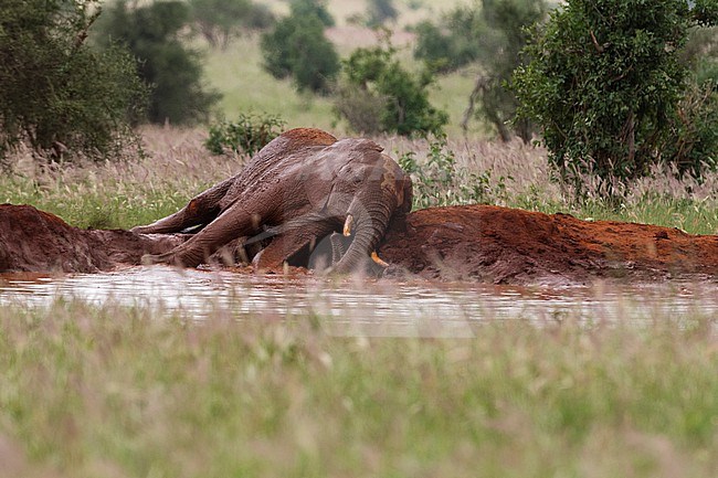 An African elephant, Loxodonta africana, resting in the mud. Voi, Tsavo, Kenya stock-image by Agami/Sergio Pitamitz,