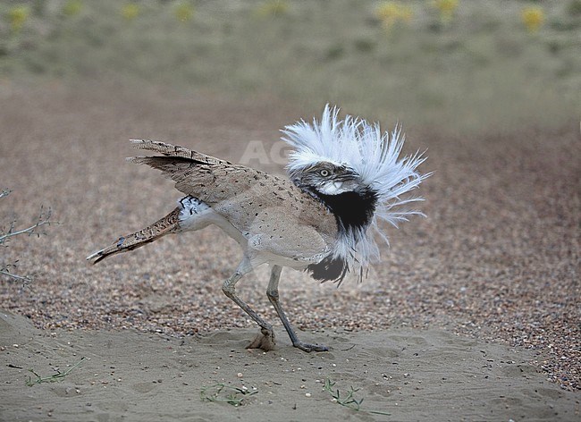 Macqueen's Bustard (Chlamydotis macqueenii) male in Uzbekistan desert. Dancing display. stock-image by Agami/Andy & Gill Swash ,