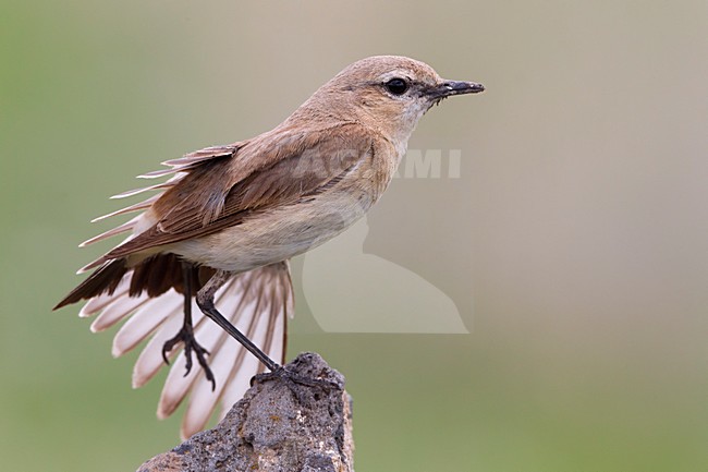 Strekkende Izabeltapuit; Stretching Isabelline Wheatear stock-image by Agami/Daniele Occhiato,