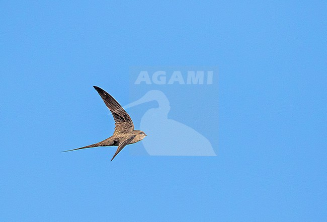 African Palm-Swift (Cypsiurus parvus) in South Africa. stock-image by Agami/Pete Morris,