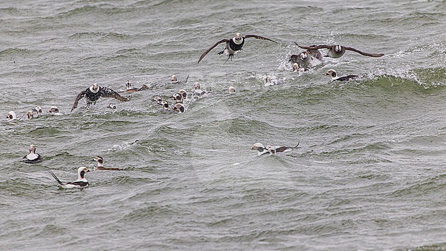 Large flock of Long-tailed Duck (Clangula hyemalis), male and female, winter plumage, swimming and flying on the sea. stock-image by Agami/Lennart Verheuvel,