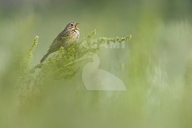 Singing male Corn Bunting, Emberiza calandra, in Italy. stock-image by Agami/Daniele Occhiato,