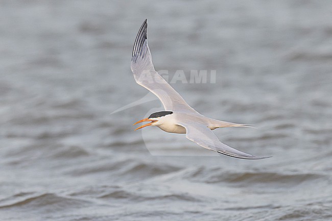 West African Crested Tern (Thalasseus albididorsalis) in flight. stock-image by Agami/David Monticelli,